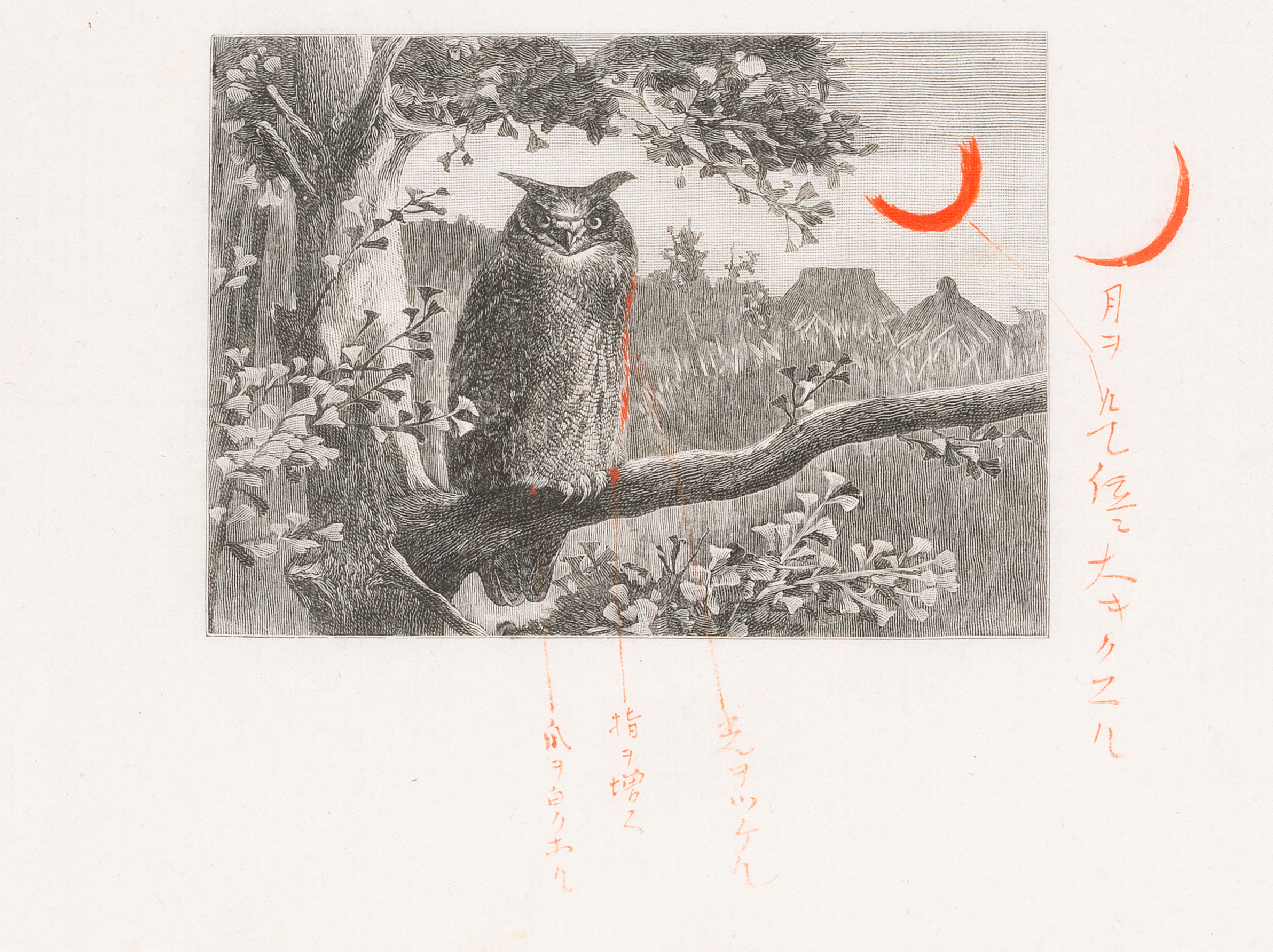 『近世動物学教科書 近世理科叢書』 『近世動物学教科書 近世理科叢書』